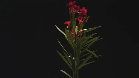 Red Flowers on Black Stock Footage 146409886