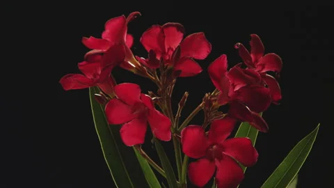 Red Flowers on Black Stock Footage 146409948