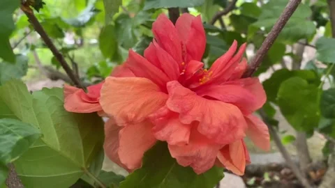 Red flowers bloom Stock Footage 276283660