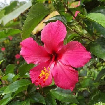 Red flowers that bloom in the garden Stock Photos