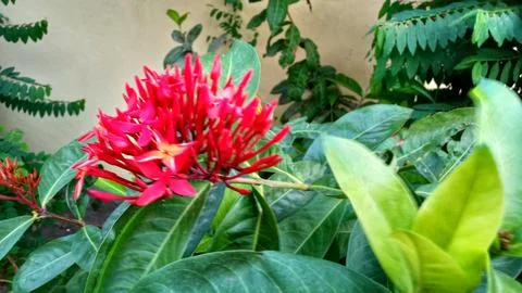 Red flowers bloom Stock Photos