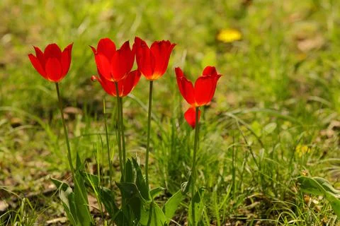 Red flowers that bloom in spring Stock Photos