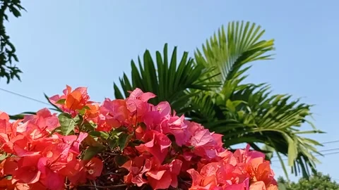 Red flowers bloom in the wind Stock Footage 137067296