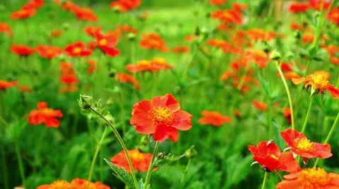 Red Flowers Blooming In The Garden Stock Footage 44453014