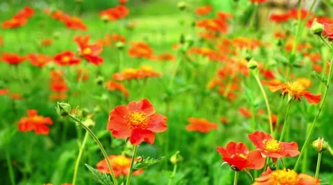Red Flowers Blooming In The Garden Stock Footage 44876848