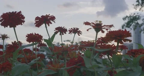 Red flowers blooming in a park Stock Footage 159778949