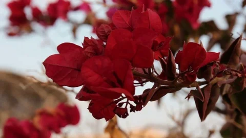 Red Flowers Blooming in Springtime. Vídeo Stock 73579139