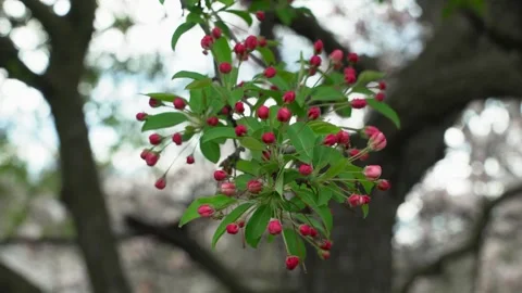 Red Flowers Blooming on a Tree in the Spring Vídeos de archivo 242706963