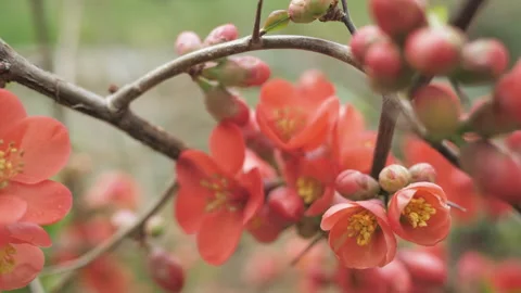 Red flowers blossom on a fruit tree close up. Macro. Nature. Stock Footage 268722374