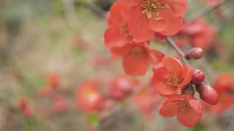 Red flowers blossom on a fruit tree close up. Macro. Nature. Stock Footage 269004408
