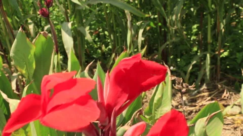 Red Flowers Blowing in Wind Stock Footage 47578911