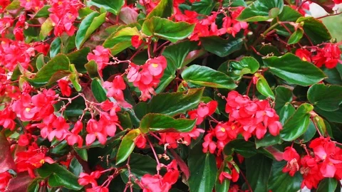 Red flowers blowing in the wind Stock Footage 118230814