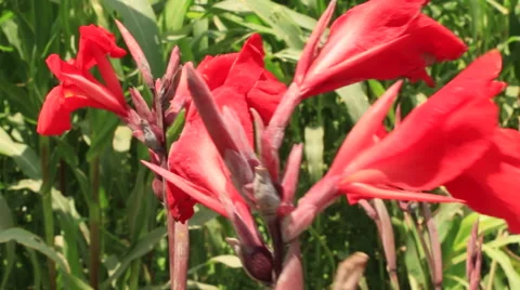 Red Flowers Blowing in Wind, Pan Around Video stock 47578302