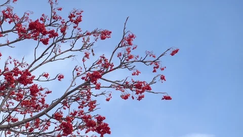 Red flowers blown by the wind with blue sky background Stock Footage 124007649