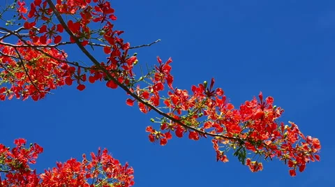 Red Flowers On Blue Sky Stock Footage 39966140