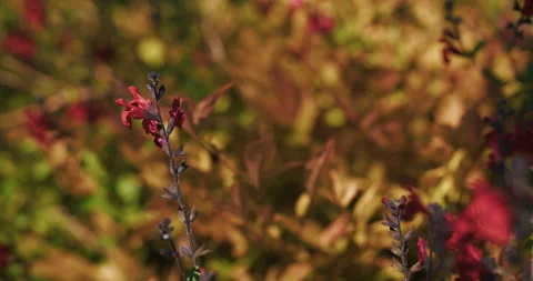 Red Flowers with Blurred Garden Background Vídeo Stock 335347433