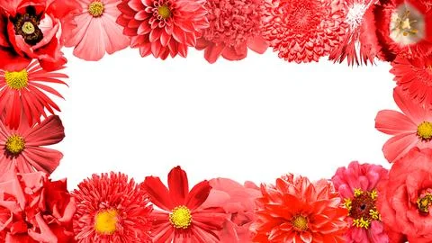 Red flowers border isolated on white background: rose, aster, poeny, perennial, Stock Illustration