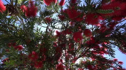 Red flowers of bottlebrush tree (callistemon) sway in the wind. Bottom view Video stock 76989722