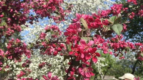 Red flowers on a branch of an apple tree under the sun in the wind Stock Footage 89420907