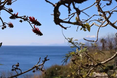 Red flowers branches Foto stock