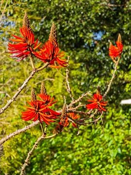 Red Flowers on Branches Stock Photos