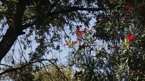 Red Flowers in the Breeze Video stock 8571257