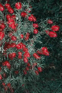 Red flowers of Callistemon  viminalis tree in garden. Toned image Stock Photos