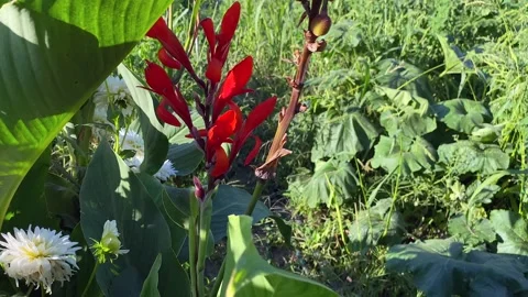 Red flowers of Cannes Stock Footage 229576223