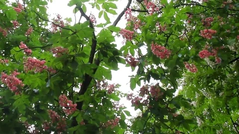 Red flowers of chestnut tree in spring time. Baden-Baden, Germany Stock Footage 74456331