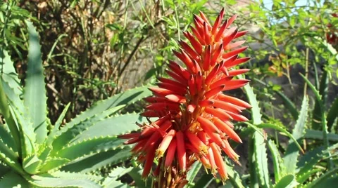 Red flowers in Chile forest Stock Footage 53203618