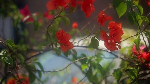 Red flowers in the city Stock Footage 72391189