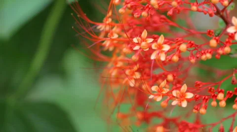 Red flowers close copyspace Stock Footage 457506