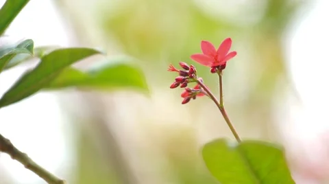 Red Flowers Close Up Video stock 63082529