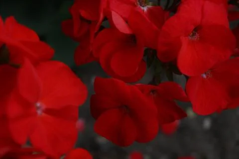 Red flowers close up Stock Photos