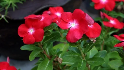 Red flowers with close up view motion footage video Stock Footage 111408800
