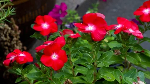 Red flowers with close up view motion footage video Stock Footage 111408816