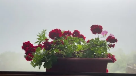 Red Flowers in the Clouds on Mount Olympus Stock Footage 284821308