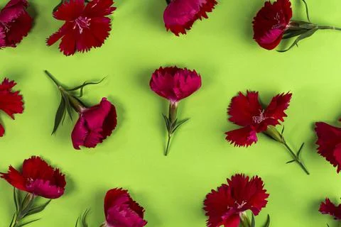 Red flowers composition. Pattern of bright carnations on green, top view, fla Stock Photos
