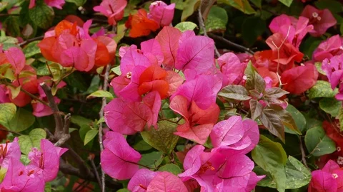 Red Flowers in CYPRUS at Spring Stock Footage 70447592