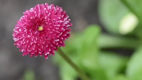 Red flowers daisies, close-up, on a clear sunny day Stock Footage 75894734
