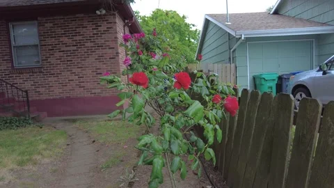 Red Flowers Dancing With the Wind Stock Footage 154483441