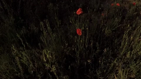 Red flowers on a dark dramatic background Stock Footage 130671203
