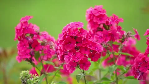 Red Flowers on the Defocused Background Stock Footage 106459820
