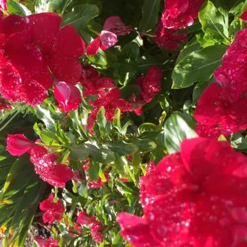 Red flowers with dew Stock Photos