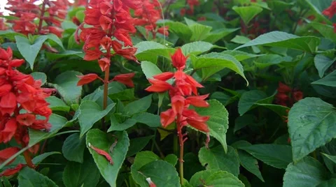 Red flowers dolly Video stock 47550093