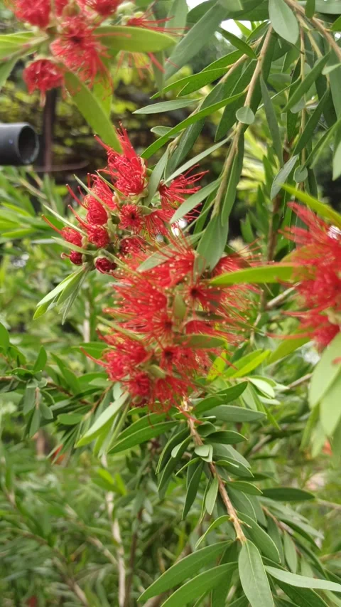 Red flowers from the eucalyptus oil tree Stock Footage 265037687