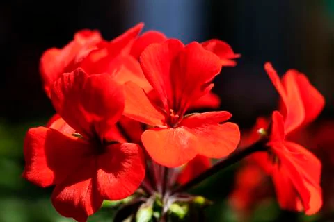 Red flowers with exploding colors and blurred background Foto stock
