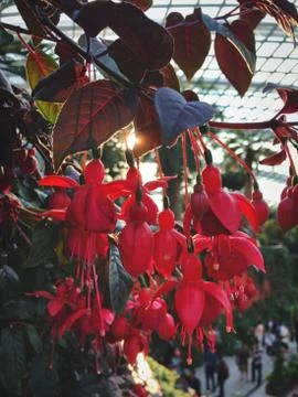 Red flowers falling 스톡 사진