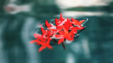 Red flowers floating in water Video stock 10608323