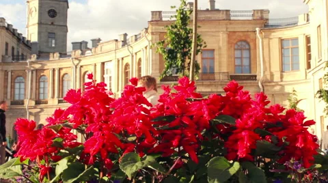 Red Flowers in Flower Bed with Facade of a Palace on Background Video stock 68754315